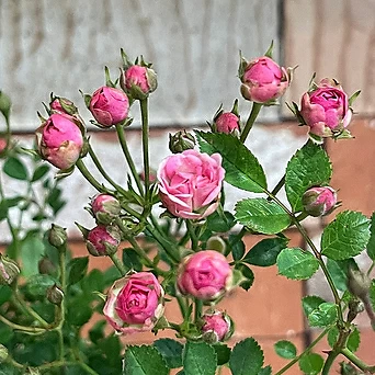 Rosa multiflora 120- 1