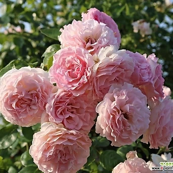 독일장미.로즈데톨비악.old rose 향기.예쁜 살구핑크색.꽃8-10cm.울타리.넝쿨장미.월동가능. 1