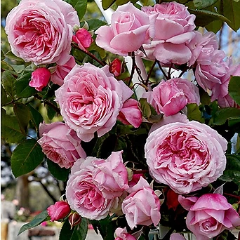 독일장미.키스미케이트.old rose 향기.예쁜 진한핑크색.꽃8-10cm.울타리.넝쿨장미.월동가능. 1