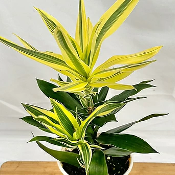 드라세나 스리랑카 실내공기정화식물 실내인테리어식물 1