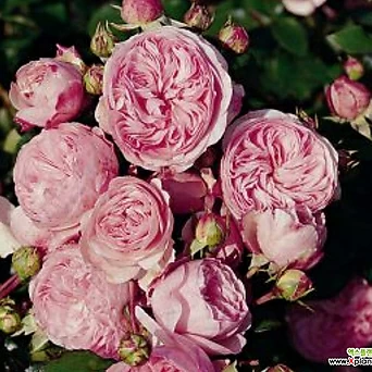 독일장미.4계.신데렐라.예쁜핑크색.old rose 향기강함.꽃7-8cm.정원넝쿨장미.월동가능. 1