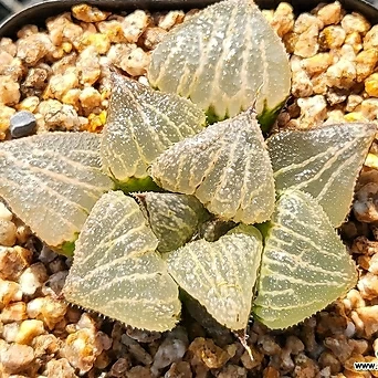 Echinocactus platyacanthus0607 0607 1