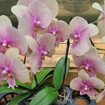 Phalaenopsis ...... 1