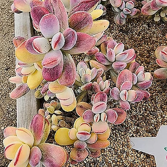 Cotyledon orbiculata cv variegated 06101 1