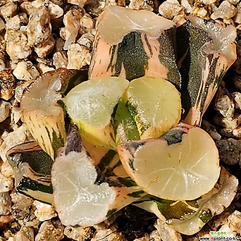 Haworthia maughanii 54 1