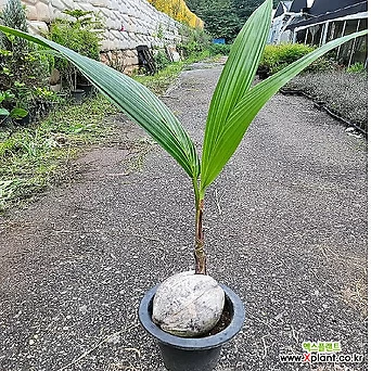 코코넛야자 80 90 cm 1
