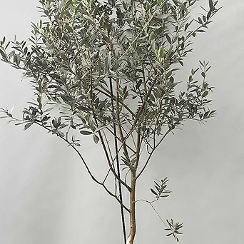 올리브나무 ( 감람나무 , 착불동일품 190-200cm ) 1