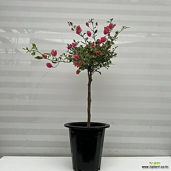 부겐베리아 부겐빌레아 무늬부겐 특대품 외목대 분홍꽃 1