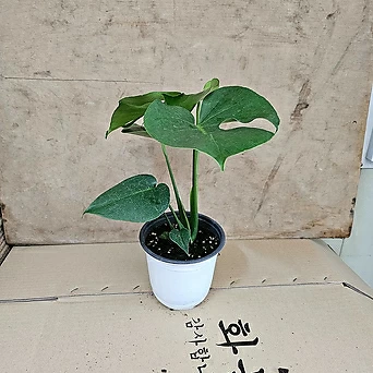 플랜츠펙토리 몬스테라 중품 반려식물 공기정화식물 인기식물 35-55cm 89 1
