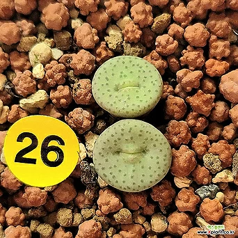 コノフィツム　stevens jonesianum Conophytum Stevens Jonesianum – La Succuland