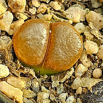 Conophytum friedrichiae(프레드리치에ㅖ 1