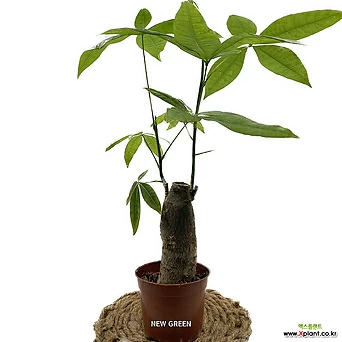 굵직한 파키라 공기정화식물 40cm 1