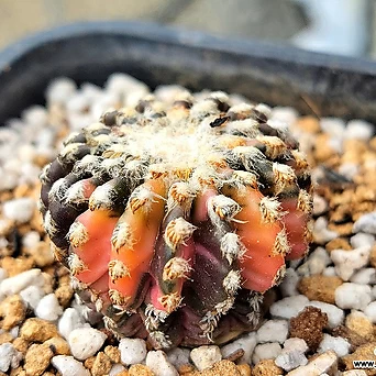 오리지날 홀스티 금 실생 (Discocactus horstii variegated, seedling) 1