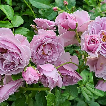 독일장미.4계.코르데스.노티카.예쁜라벤다블루색.블루보라색.old rose 향기.꽃5-6cm.정원장미. 1