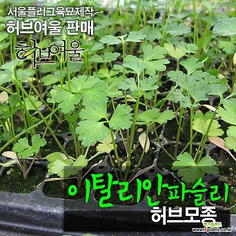 [허브여울모종] 이탈리안파슬리 (식용허브) 모종 2개 - 서울육묘생산 정품 1