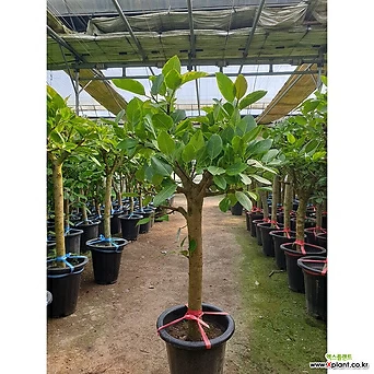 뱅갈고무나무 대형 곧은 목대 풍성한 수형 공기정화식물 행복한꽃농원 1