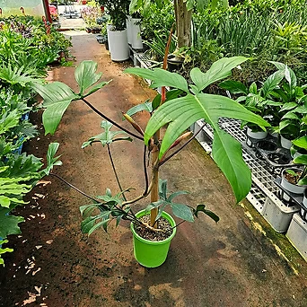 플랜츠펙토리 필로덴드론뷰티그린 대품 반려식물 60-80cm 299 1