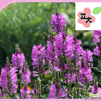 꽃범의꼬리 씨앗(50립) -여름꽃 다년초 피소스테기아 1