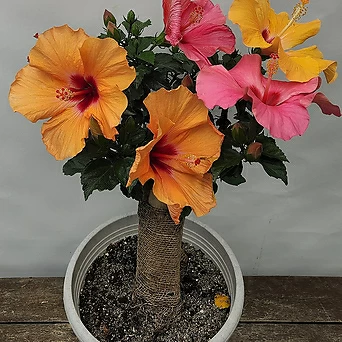 삼색 꽃 덴마크무궁화 ( 60-70cm ) 1