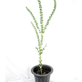 서비내 삼각잎 아카시아 Cultriformis acacia 플랜테리어 반려식물 꽃나무 1