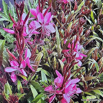 [진아플라워] 진한 핑크 꽃이 피는 어여쁜  바늘꽃 가우라  028 화원 농원 1