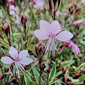 [진아플라워] 연한 핑크 꽃이 피는 어여쁜 바늘꽃  무늬가우라  029 화원 농원 1