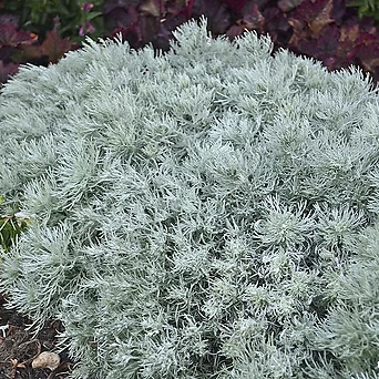 은쑥 Artemisia schmidtiana 노지월동 인테리어 플랜테리어 서비내 1
