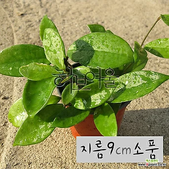 [허브여울관엽] 호야 카노사(wax plant 공기정화) 지름 9cm 소품화분 1