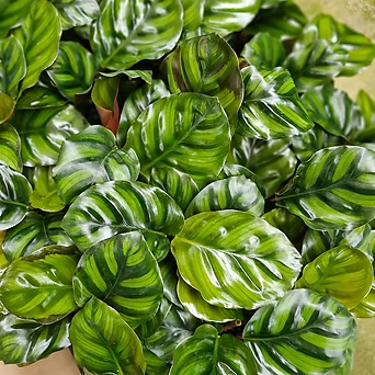 플랜츠펙토리 칼라데아 파시아타 소품 수입식물 10-25cm 69 1