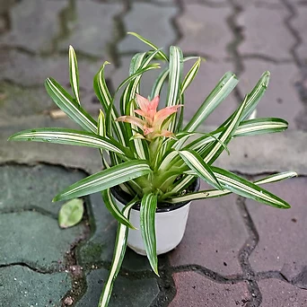구즈마니아 옐로우스타 반려식물 15-35cm 79 1