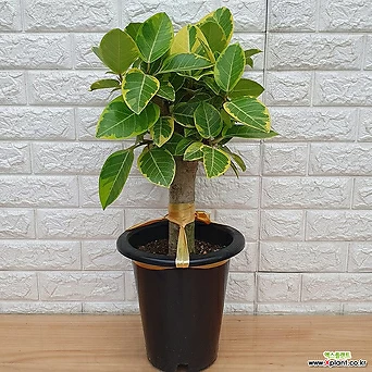 뱅갈고무나무30 - 랜덤발송 / 공기정화식물 1