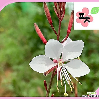 가우라백접초나비바늘꽃씨앗(50립) 1