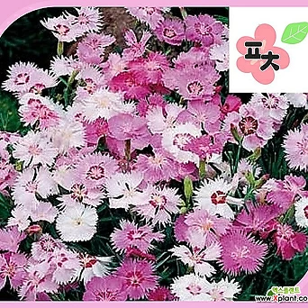수염패랭이꽃혼합색씨앗(600립) 1