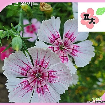 수염패랭이꽃화이트앤핑크씨앗(50립) 1
