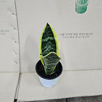 플랜츠영 공기정화식물 산세베리아 소품 반려식물 15-25cm 25 1