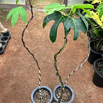 키다리황칠나무 1