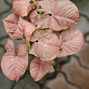 식물공장 핑크 싱고니움 싱고늄 중품 반려식물 공기정화식물 25-35cm 89 1