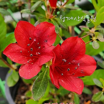 [청계산식물원] 튼실한 카라후네 쯔쯔지 (12cm포트) / 사진촬영 2023년 7월 31일 1