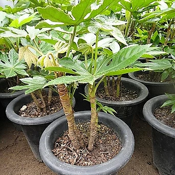 목팔손이-탁월한 공기정화관엽식물 1