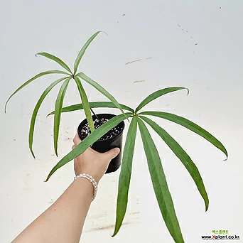 Anthurium eminens 35 40
