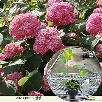 핑크아나벨 월동수국 정원수 조경수 울타리 꽃과정원이야기 1