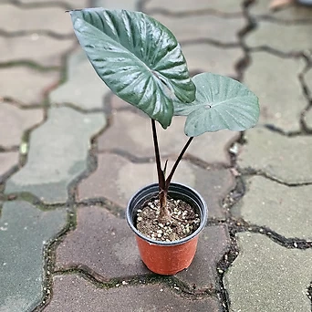 식물공장 세렌디피티 알로카시아 소품 수입식물 반려식물 15-25cm 69 1