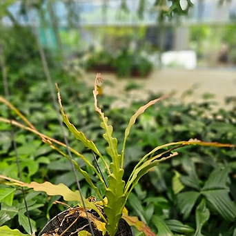 식물공장 립살리스 미니종 쇼우 미니쇼우 행잉식물 넝쿨식물 틸란드시아 50-70cm 169 1