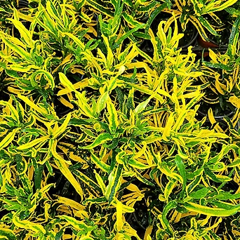 크루톤 클루톤 노란색 실내식물 공기정화식물 실크루톤 엑스플랜트 엑플 1