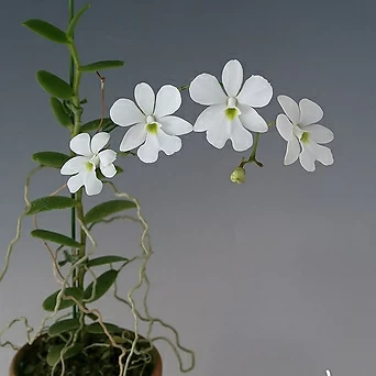 덴드로비움 오에오니아  굴피작 흰색꽃이 매력적이죠  390 1