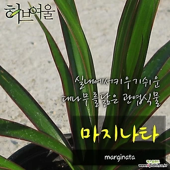 [허브여울공기정화] 마지나타 (키우기쉬운실내식물) 지름 9cm 소품 관엽화분 1
