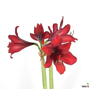 서비내 아마릴리스 레드라이온 화분구근 Amaryllis Red Lion 빨강꽃 구근식물/홑꽃 야생화 1