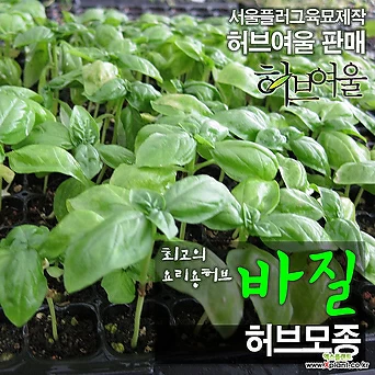 [허브여울모종] 바질모종 (식용허브) 2개 - 서울육묘생산 허브여울판매 정품모종 1