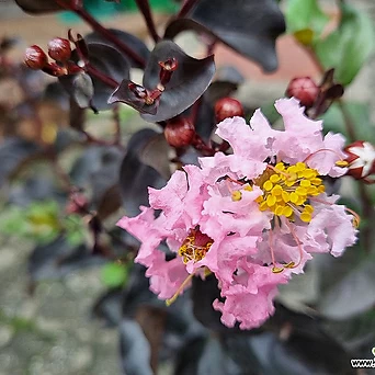 자엽목백일홍 배롱나무 꽃 색상랜덤 1
