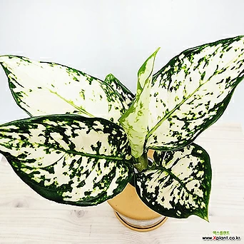 꽃나무드림 아글레오네마 화이트엔젤 수경재배 화분 인테리어식물 희귀 반려식물 무늬 엔젤식물 1
